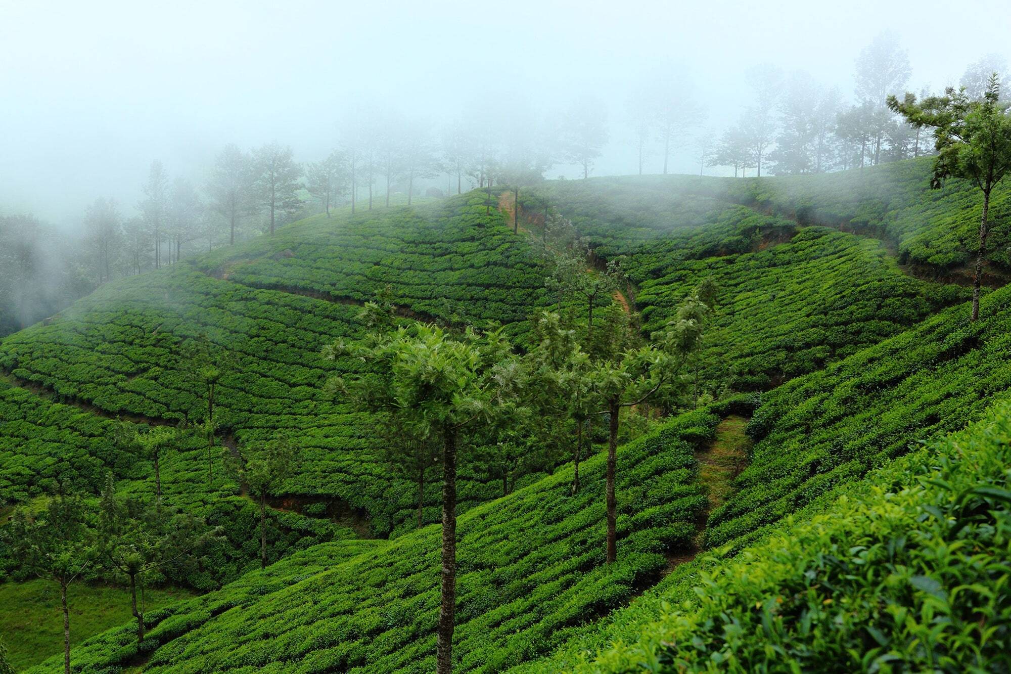 Fort Munnar Chinnakanal Exterior foto